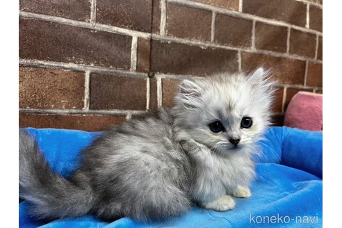 成約済の東京都のミヌエット(短足)-110065の7枚目