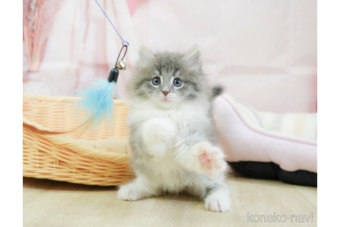 成約済の千葉県のノルウェージャンフォレストキャット-110090の5枚目