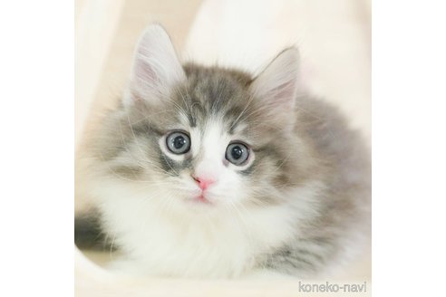 成約済の千葉県のノルウェージャンフォレストキャット-110094の1枚目