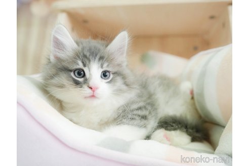 成約済の千葉県のノルウェージャンフォレストキャット-110094の3枚目