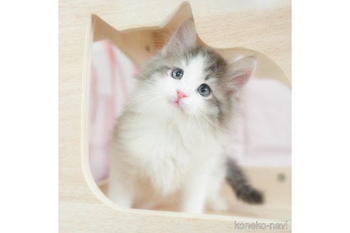 成約済の千葉県のノルウェージャンフォレストキャット-110095の5枚目