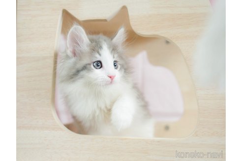 成約済の千葉県のノルウェージャンフォレストキャット-110095の3枚目