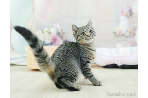 成約済の千葉県のマンチカン-110097の6枚目
