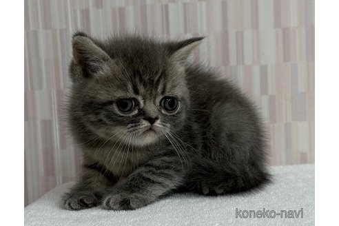 成約済の千葉県のミヌエット-110100の3枚目