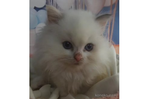 販売中の大阪府のラグドール-110121の4枚目