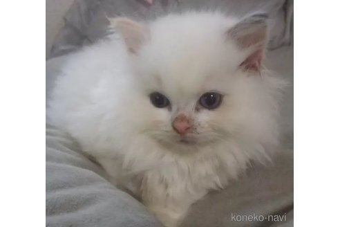 販売中の大阪府のラグドール-110121の5枚目