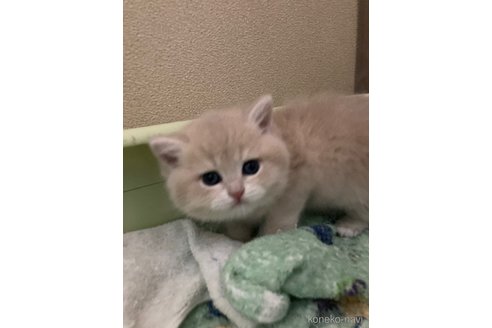 成約済の三重県のブリティッシュショートヘア-110139の8枚目
