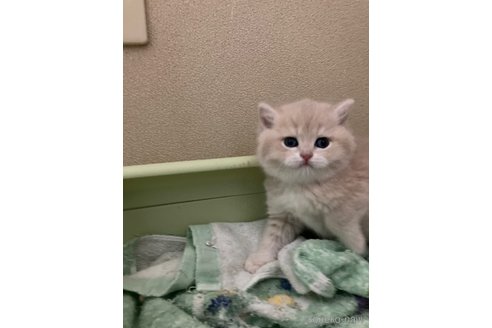 成約済の三重県のブリティッシュショートヘア-110139の5枚目