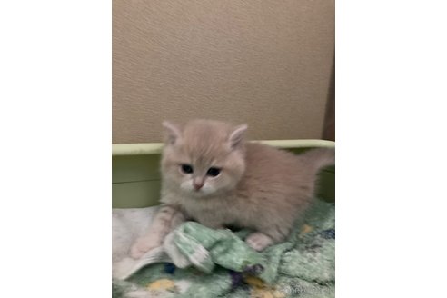 成約済の三重県のブリティッシュショートヘア-110139の2枚目
