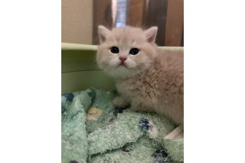 成約済の三重県のブリティッシュショートヘア-110139の4枚目