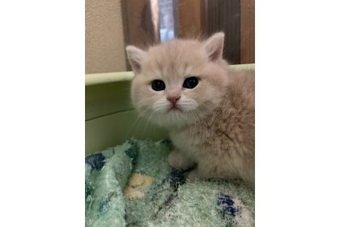 成約済の三重県のブリティッシュショートヘア-110139の6枚目