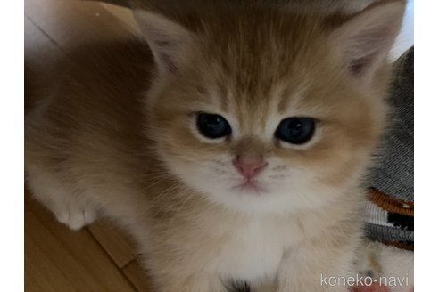 成約済の三重県のブリティッシュショートヘア-110140の7枚目