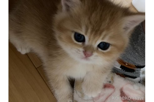 成約済の三重県のブリティッシュショートヘア-110140の8枚目
