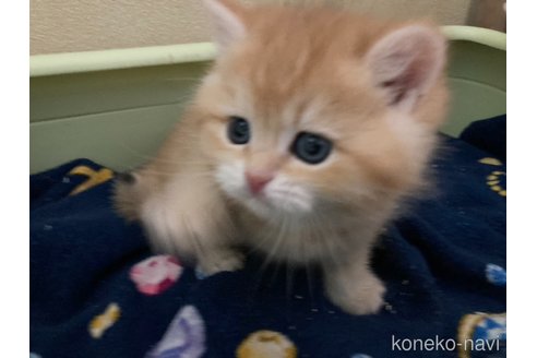 成約済の三重県のブリティッシュショートヘア-110140の9枚目
