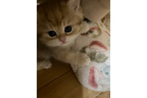 成約済の三重県のブリティッシュショートヘア-110140の5枚目
