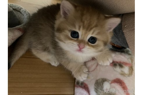 成約済の三重県のブリティッシュショートヘア-110140の10枚目
