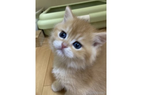 成約済の三重県のブリティッシュショートヘア-110140の2枚目