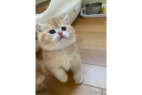 成約済の三重県のブリティッシュショートヘア-110141の4枚目