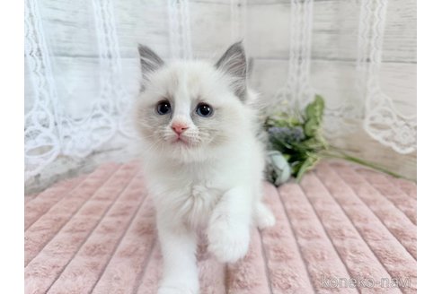 成約済の茨城県のラグドール-110146の3枚目