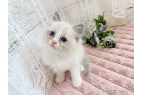 成約済の茨城県のラグドール-110146の5枚目