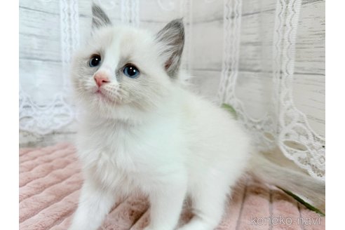 成約済の茨城県のラグドール-110146の2枚目