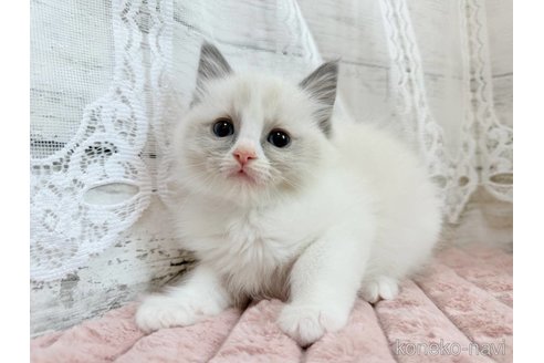成約済の茨城県のラグドール-110146の1枚目