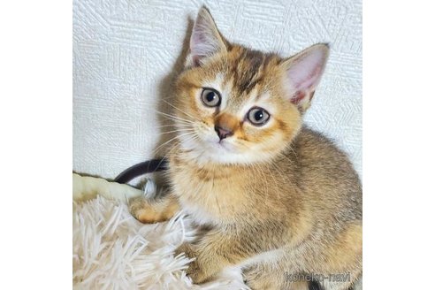 成約済の千葉県のブリティッシュショートヘア-110151の1枚目