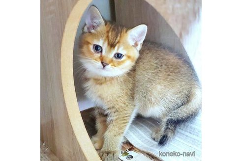 成約済の千葉県のブリティッシュショートヘア-110151の3枚目