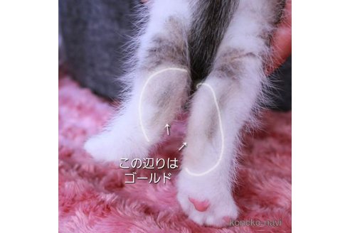 成約済の千葉県のブリティッシュショートヘア-110152の6枚目