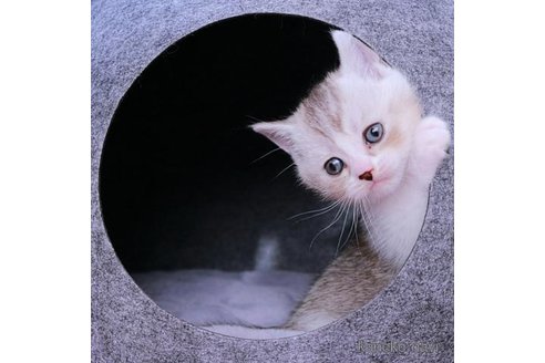 成約済の千葉県のブリティッシュショートヘア-110152の3枚目
