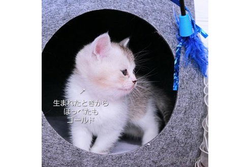 成約済の千葉県のブリティッシュショートヘア-110152の5枚目