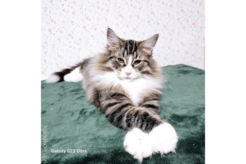 販売中の兵庫県のノルウェージャンフォレストキャット-100151の10枚目