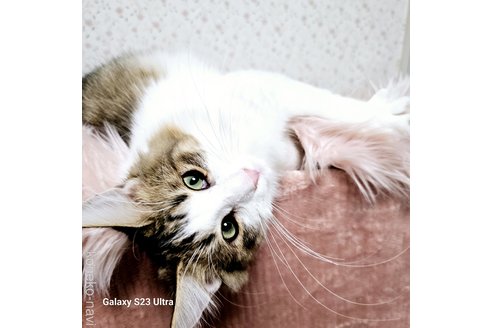 販売中の兵庫県のノルウェージャンフォレストキャット-100151の9枚目