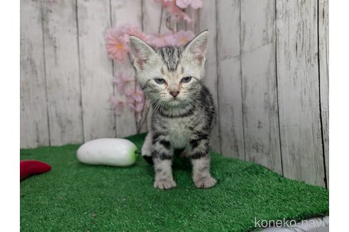 成約済の三重県のアメリカンショートヘア-109693の2枚目
