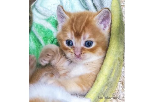 成約済の千葉県のブリティッシュショートヘア-110154の6枚目