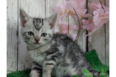 成約済の三重県のアメリカンショートヘア-109649の1枚目