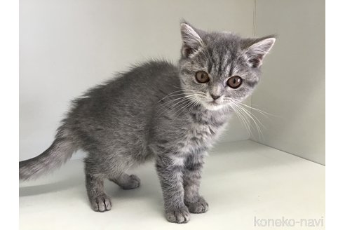 成約済の山形県のセルカークレックス-106688の6枚目
