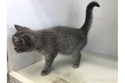 成約済の山形県のセルカークレックス-106688の3枚目
