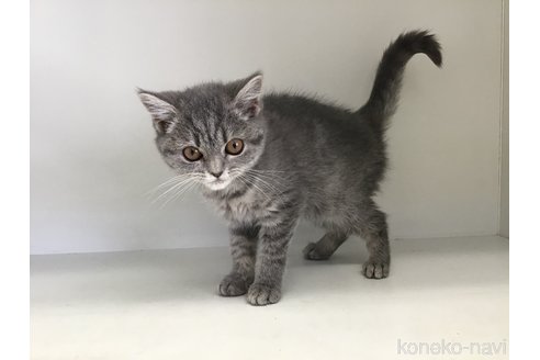 成約済の山形県のセルカークレックス-106688の2枚目