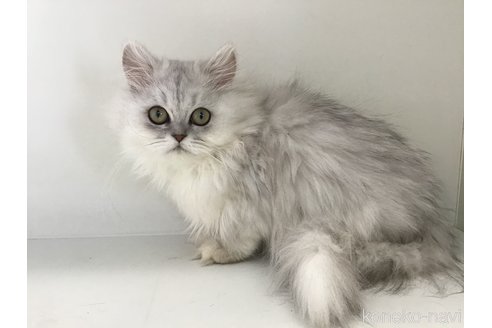 販売中の山形県のペルシャ(チンチラ)-105022の4枚目