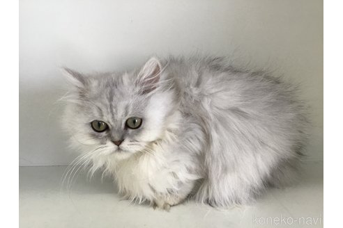 販売中の山形県のペルシャ(チンチラ)-105022の2枚目