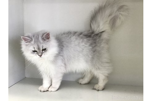 成約済の山形県のペルシャ(チンチラ)-102774の3枚目