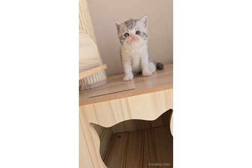 販売中の長野県のエキゾチックショートヘア-110158の7枚目