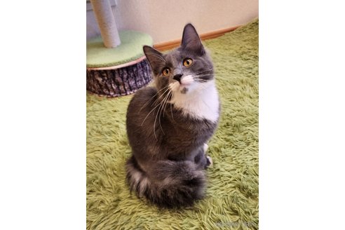 成約済の神奈川県のノルウェージャンフォレストキャット-105707の2枚目