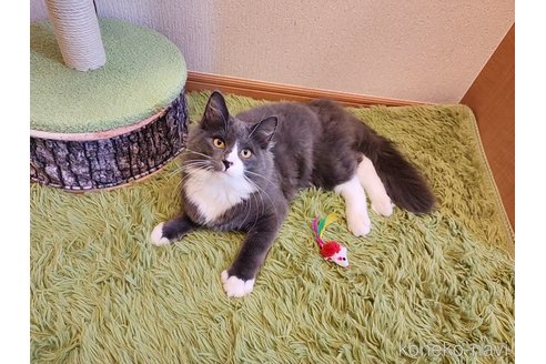 成約済の神奈川県のノルウェージャンフォレストキャット-104220の3枚目