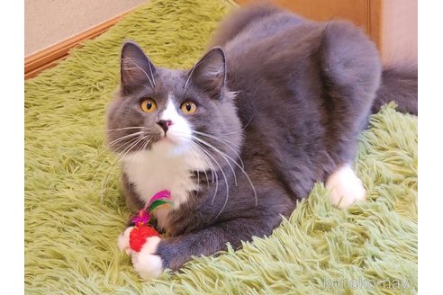成約済の神奈川県のノルウェージャンフォレストキャット-104220の4枚目