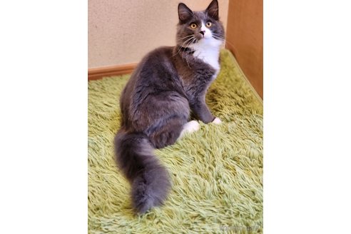 成約済の神奈川県のノルウェージャンフォレストキャット-104220の5枚目