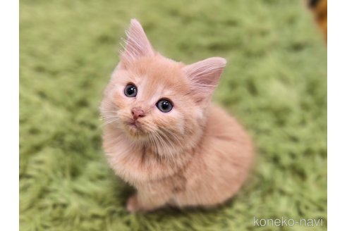 販売中の神奈川県のノルウェージャンフォレストキャット-110171の11枚目