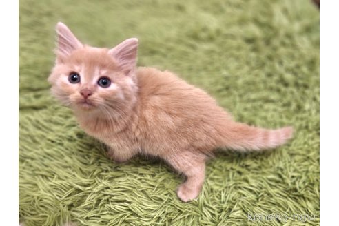 販売中の神奈川県のノルウェージャンフォレストキャット-110171の9枚目