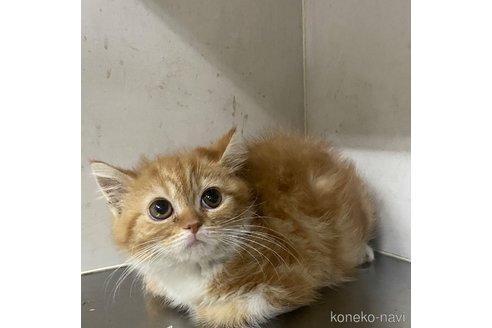 成約済の東京都のスコティッシュフォールド-110182の5枚目